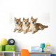 Three Shiba Inu Dogs Wall Mural