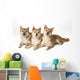 Three Shiba Inu Dogs Wall Mural