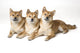 Three Shiba Inu Dogs Wall Mural