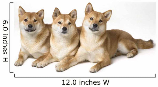Three Shiba Inu Dogs Wall Mural