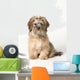 Cute Miniature Terrier Wall Mural