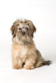Cute Miniature Terrier Wall Mural