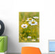 Daisies on a meadow at sunset in the summertime Wall Mural