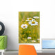 Daisies on a meadow at sunset in the summertime Wall Mural