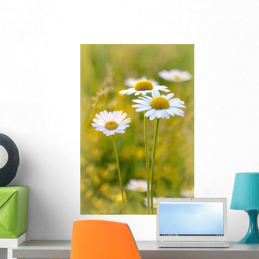 Daisies on a meadow at sunset in the summertime Wall Mural