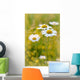 Daisies on a meadow at sunset in the summertime Wall Mural