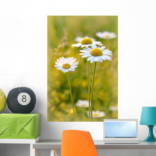 Daisies on a meadow at sunset in the summertime Wall Mural