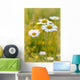Daisies on a meadow at sunset in the summertime Wall Mural