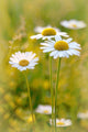 Daisies on a meadow at sunset in the summertime Wall Mural