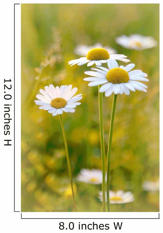 Daisies on a meadow at sunset in the summertime Wall Mural