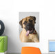 Portrait Of A Bull Mastiff Wall Mural