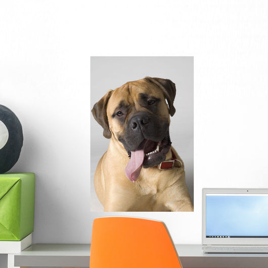 Portrait Of A Bull Mastiff Wall Mural
