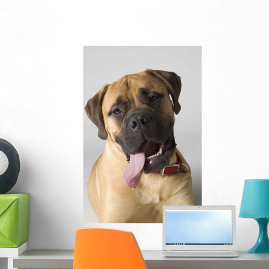 Portrait Of A Bull Mastiff Wall Mural