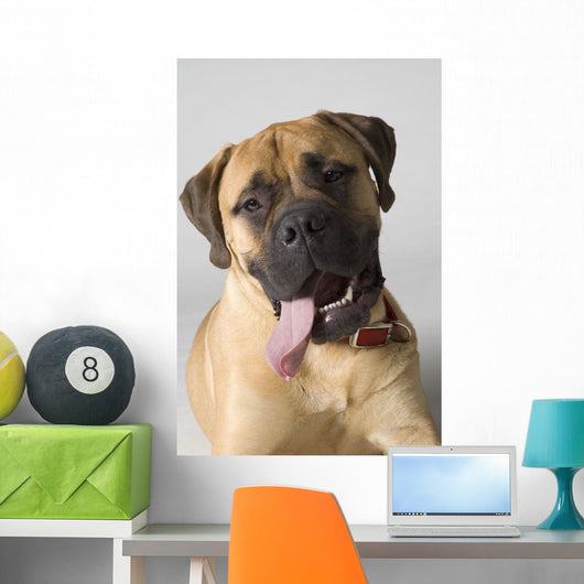 Portrait Of A Bull Mastiff Wall Mural