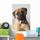Portrait Of A Bull Mastiff Wall Mural