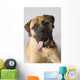 Portrait Of A Bull Mastiff Wall Mural
