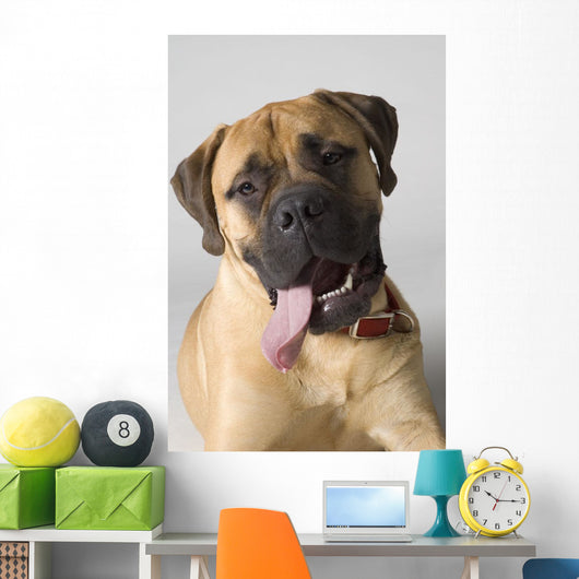 Portrait Of A Bull Mastiff Wall Mural