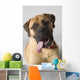 Portrait Of A Bull Mastiff Wall Mural