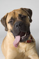 Portrait Of A Bull Mastiff Wall Mural