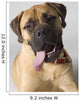 Portrait Of A Bull Mastiff Wall Mural