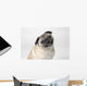 Pug Dog Smiling Wall Decal