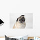 Pug Dog Smiling Wall Decal