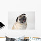 Pug Dog Smiling Wall Decal