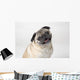 Pug Dog Smiling Wall Decal