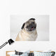 Pug Dog Smiling Wall Decal