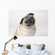 Pug Dog Smiling Wall Decal