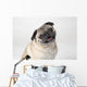 Pug Dog Smiling Wall Decal