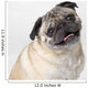 Pug Dog Smiling Wall Decal