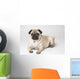 Portrait Of A Pug Dog Wall Mural