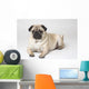 Portrait Of A Pug Dog Wall Mural