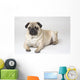 Portrait Of A Pug Dog Wall Mural