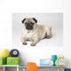 Portrait Of A Pug Dog Wall Mural