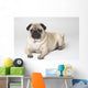 Portrait Of A Pug Dog Wall Mural