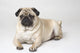 Portrait Of A Pug Dog Wall Mural