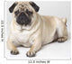 Portrait Of A Pug Dog Wall Mural