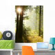 Sunlight Falls into Misty Wall Mural