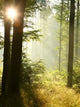 Sunlight Falls into Misty Wall Mural