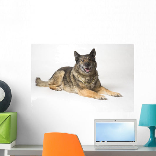 Portrait Of A German Shepherd Dog Wall Mural