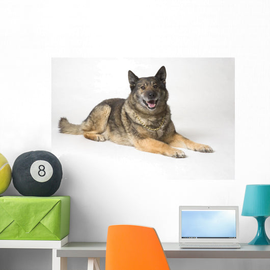 Portrait Of A German Shepherd Dog Wall Mural