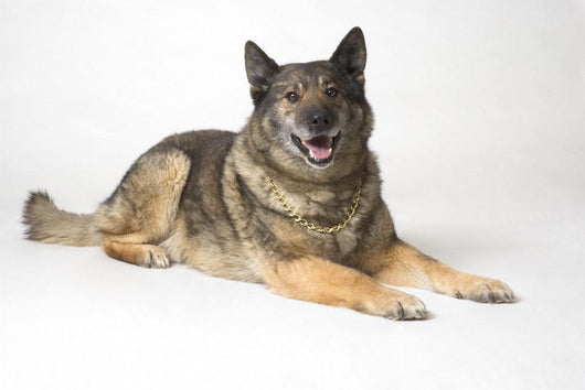 Portrait Of A German Shepherd Dog Wall Mural