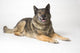 Portrait Of A German Shepherd Dog Wall Mural