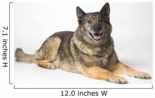 Portrait Of A German Shepherd Dog Wall Mural