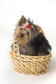 Yorkshire Terrier Puppy Wall Decal