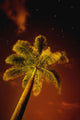 Tropical Palm Tree At Night Wall Mural