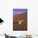 Skull In Desert Wall Mural