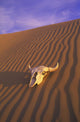 Skull In Desert Wall Mural